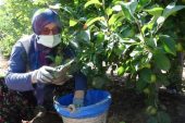 Isparta’da 1 milyon 250 bin ton elma rekoltesi umut ediliyor