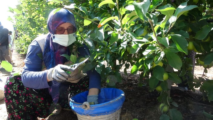 Isparta’da 1 milyon 250 bin ton elma rekoltesi umut ediliyor